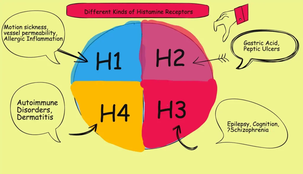 histamine receptors