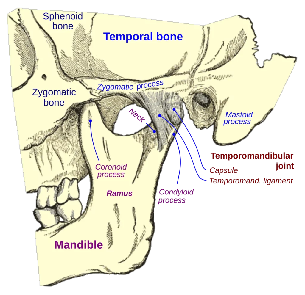temporal bone 1